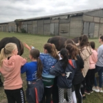 Karower Dachse, Handball, Handballcamp, Ruppiner See, Sommer, 2019, Trainingslager, Crowdfunding